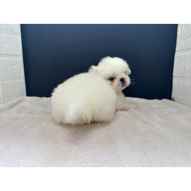 販売中の栃木県のペキニーズ-426307の3枚目