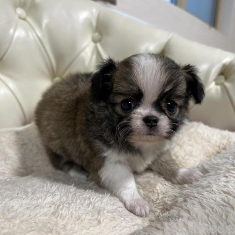 販売中の香川県のチワワ(ロングコート)-426308の11枚目