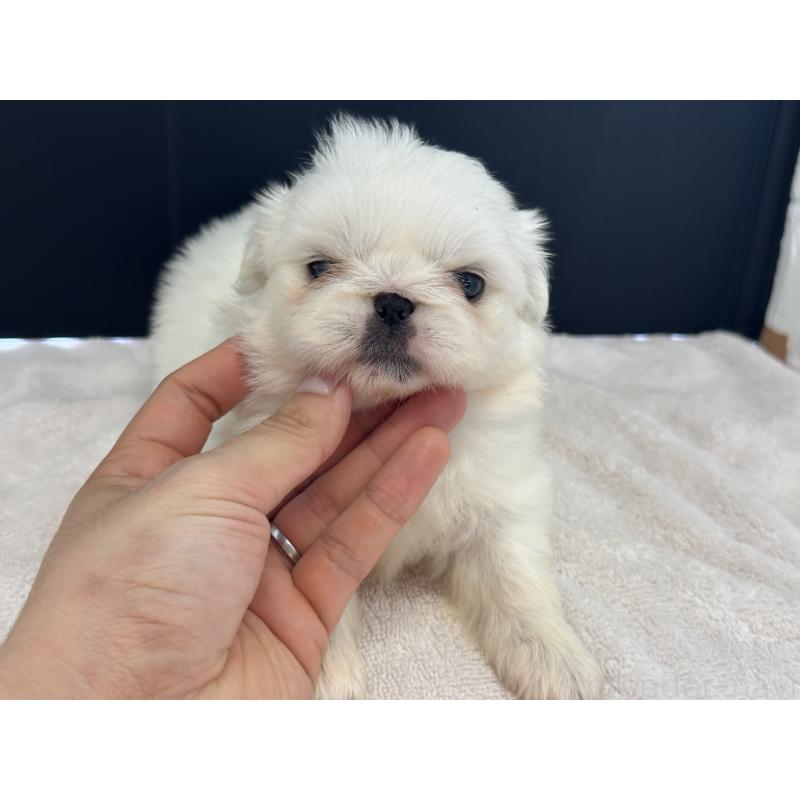 販売中の栃木県のペキニーズ-426307の2枚目