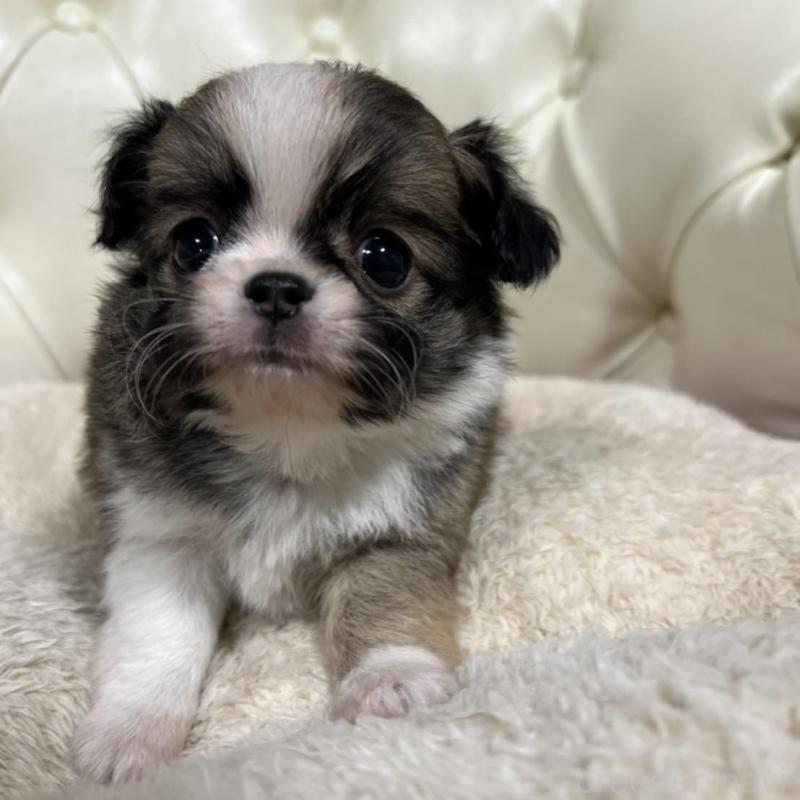 販売中の香川県のチワワ(ロングコート)-426308の9枚目