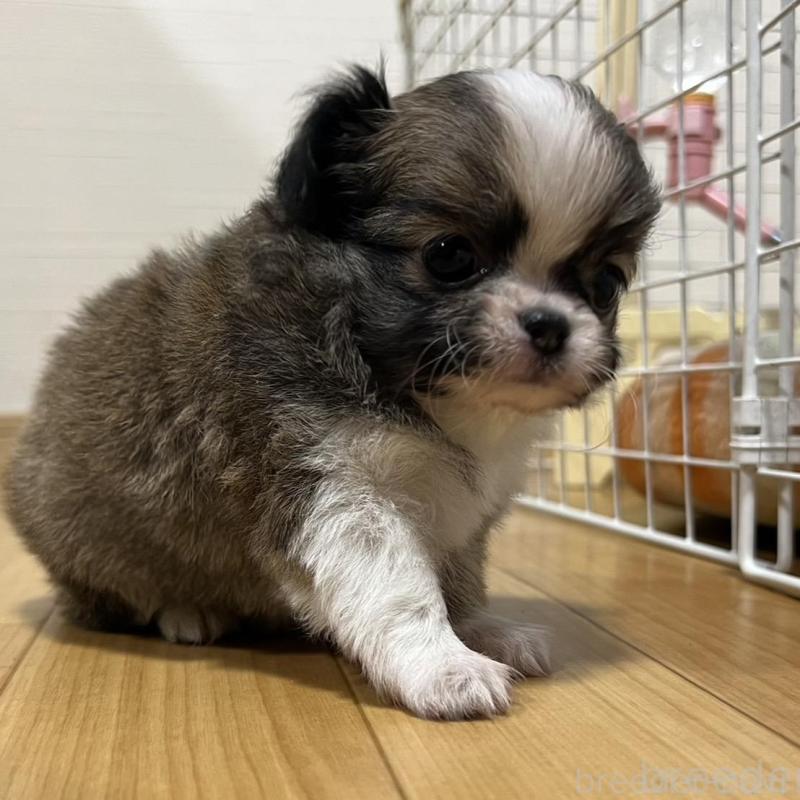 販売中の香川県のチワワ(ロングコート)-426308の8枚目