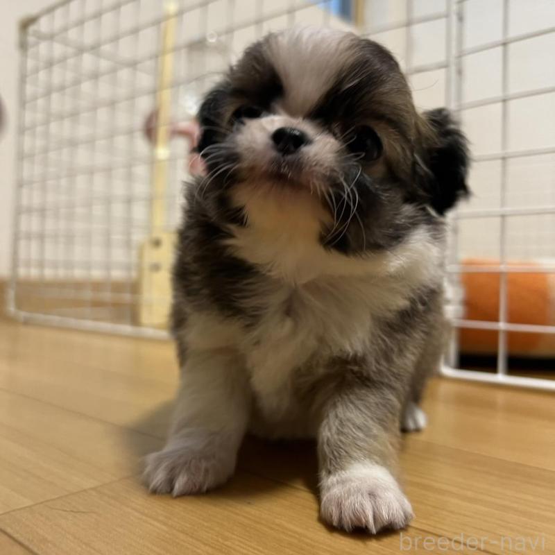 販売中の香川県のチワワ(ロングコート)-426308の7枚目