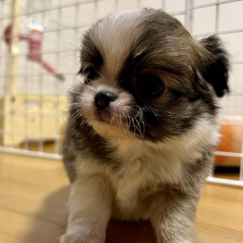 販売中の香川県のチワワ(ロングコート)-426308の6枚目