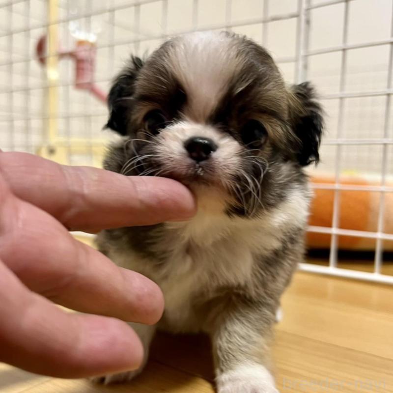 販売中の香川県のチワワ(ロングコート)-426308の5枚目