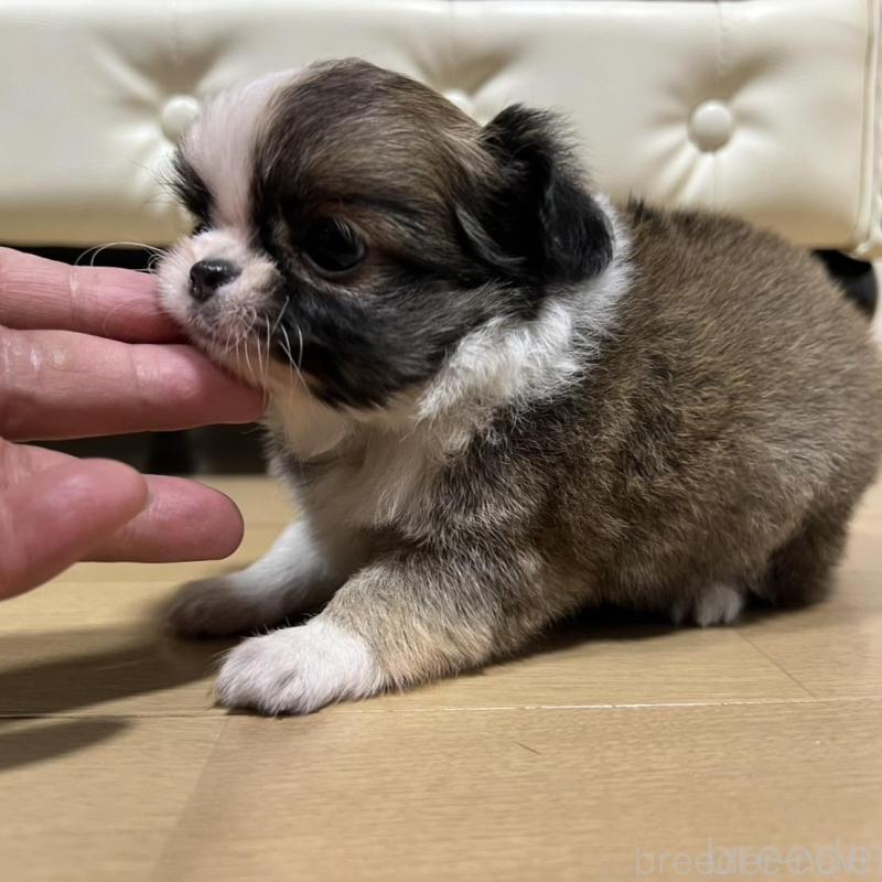 販売中の香川県のチワワ(ロングコート)-426308の4枚目