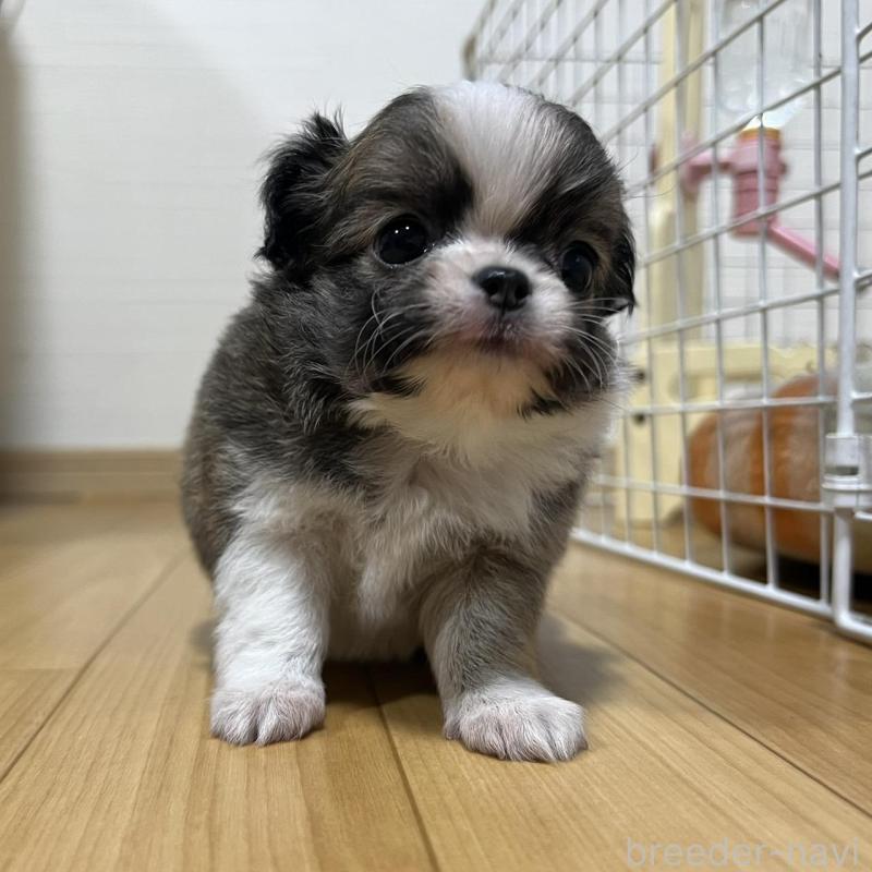 販売中の香川県のチワワ(ロングコート)-426308の3枚目