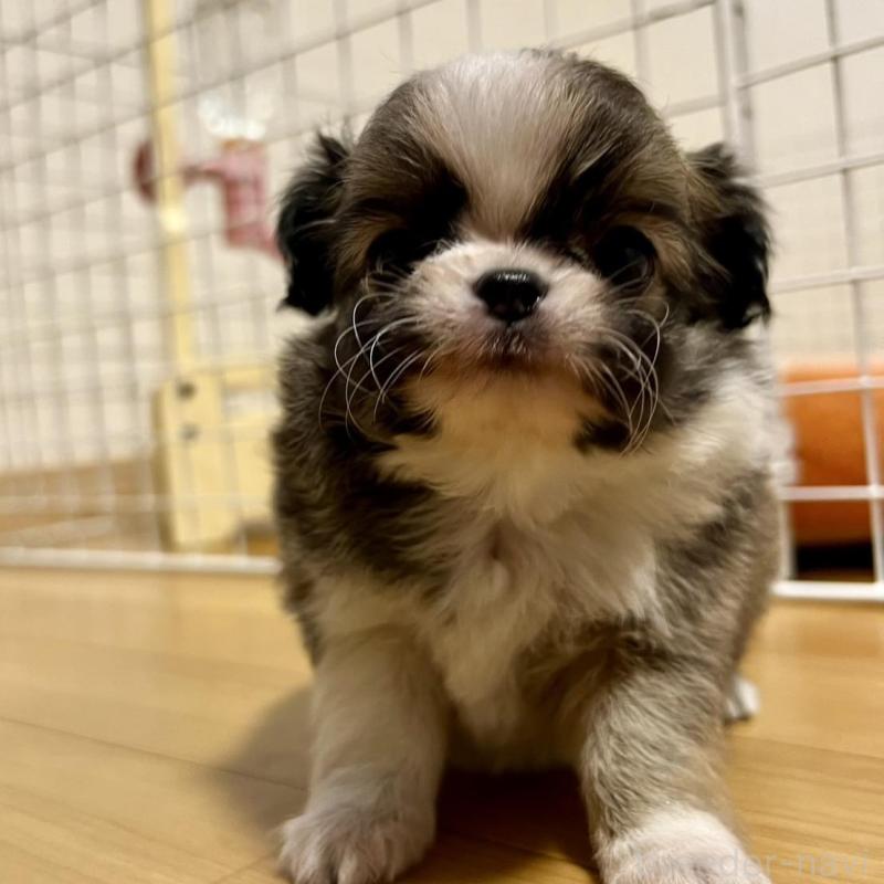 販売中の香川県のチワワ(ロングコート)-426308の2枚目