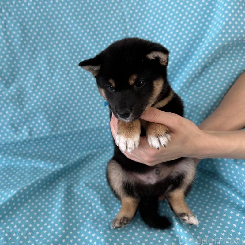 販売中の北海道の豆柴-426309の3枚目