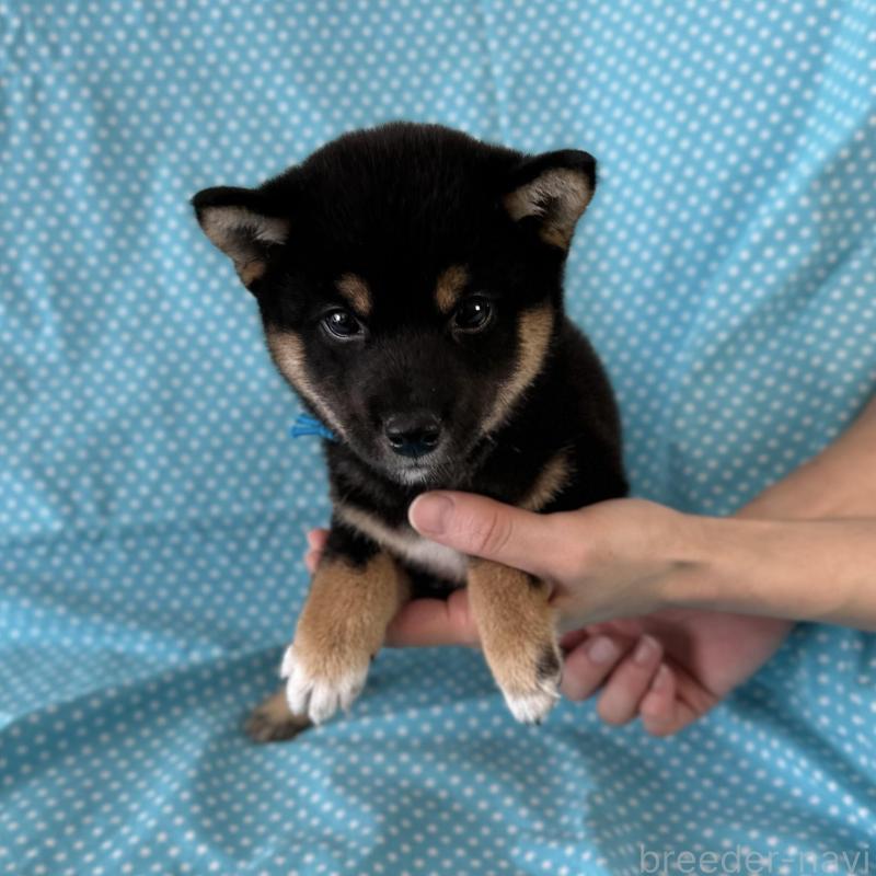 販売中の北海道の豆柴-426309の2枚目