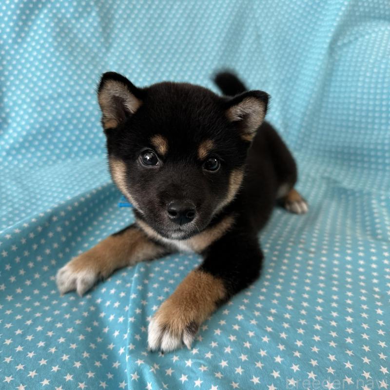 販売中の北海道の豆柴-426309の1枚目