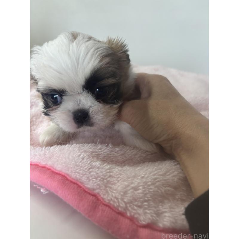 成約済の岐阜県のチワズー:チワワ×シーズー-423750の4枚目