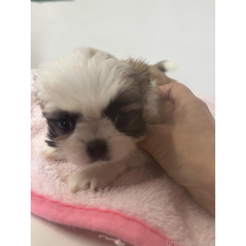 成約済の岐阜県のチワズー:チワワ×シーズー-423750の3枚目