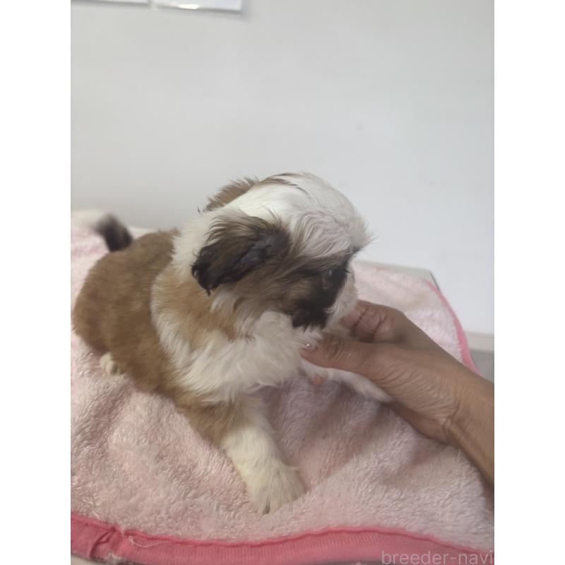 成約済の岐阜県のチワズー:チワワ×シーズー-423750の2枚目