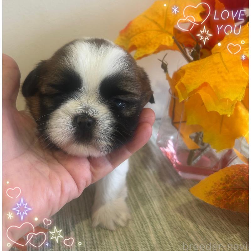 商談中の愛媛県のシーズー-424608