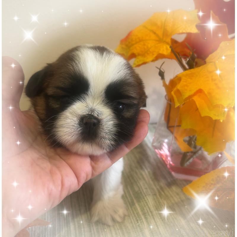 成約済の愛媛県のシーズー-424608の6枚目