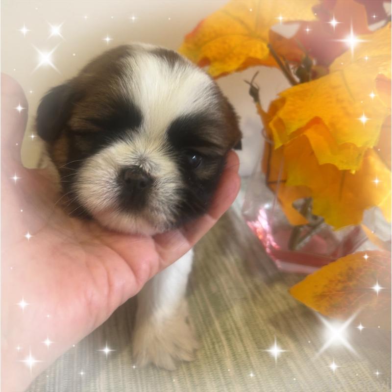 成約済の愛媛県のシーズー-424608の5枚目