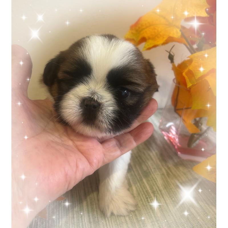 成約済の愛媛県のシーズー-424608の4枚目