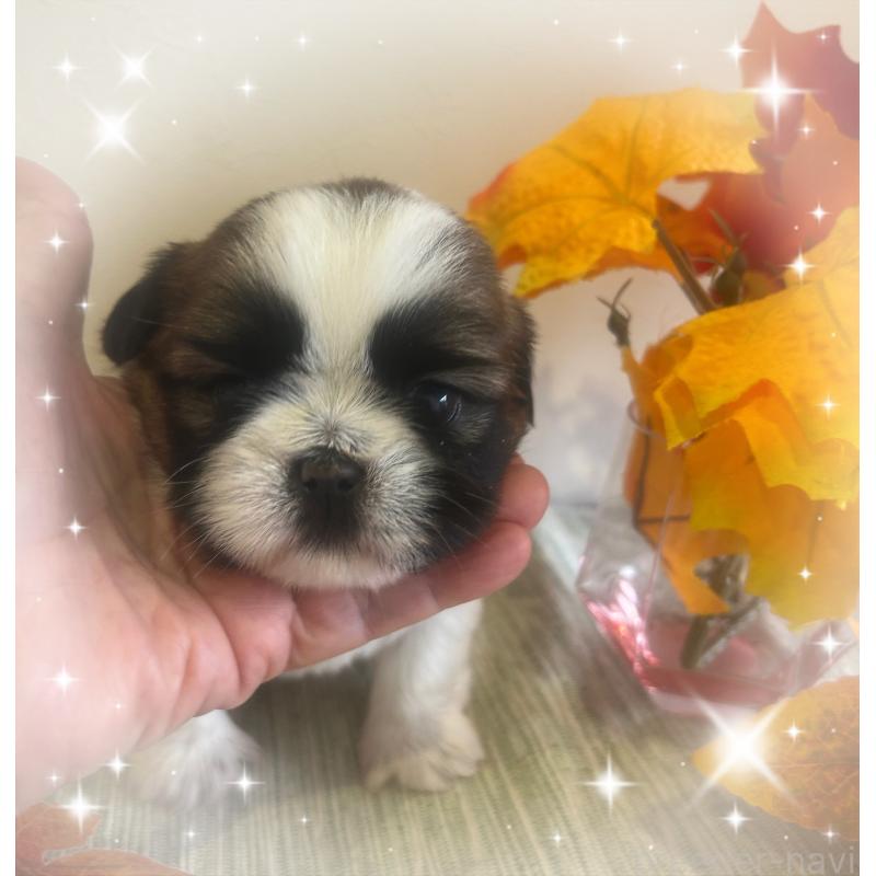 成約済の愛媛県のシーズー-424608の3枚目