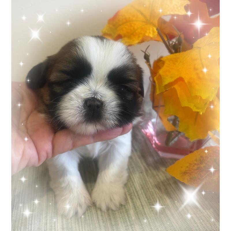 成約済の愛媛県のシーズー-424608の2枚目