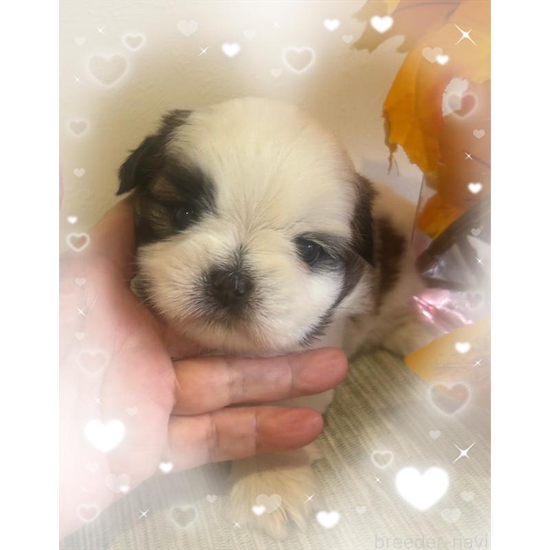 販売中の愛媛県のシーズー-424611