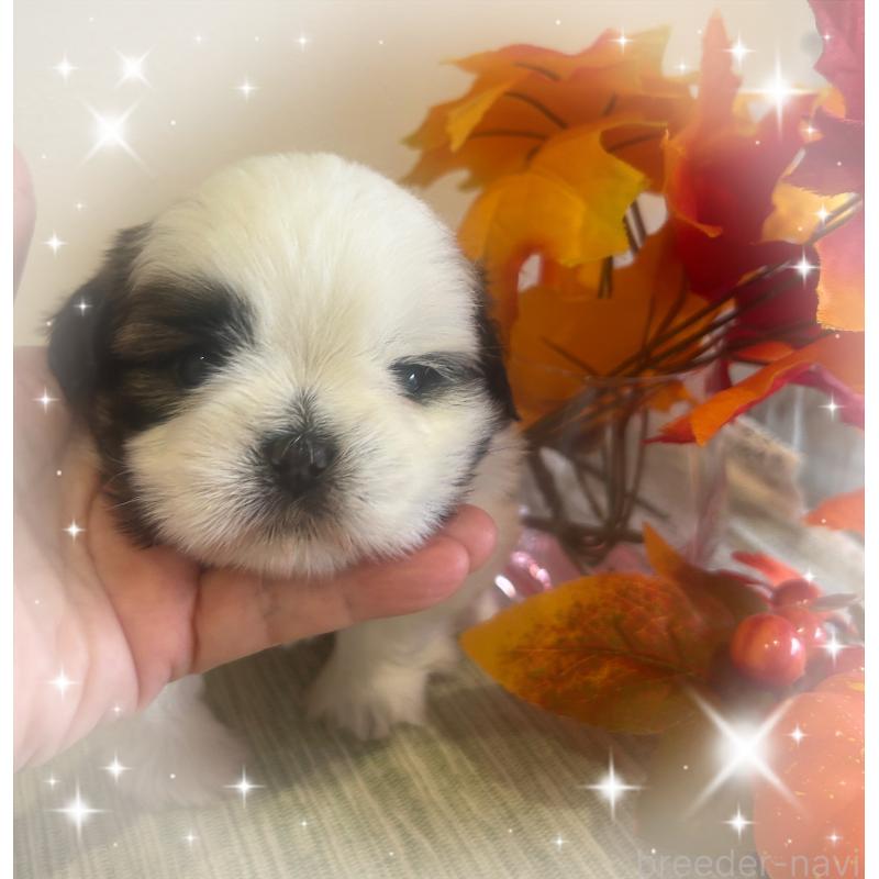 成約済の愛媛県のシーズー-424611の6枚目