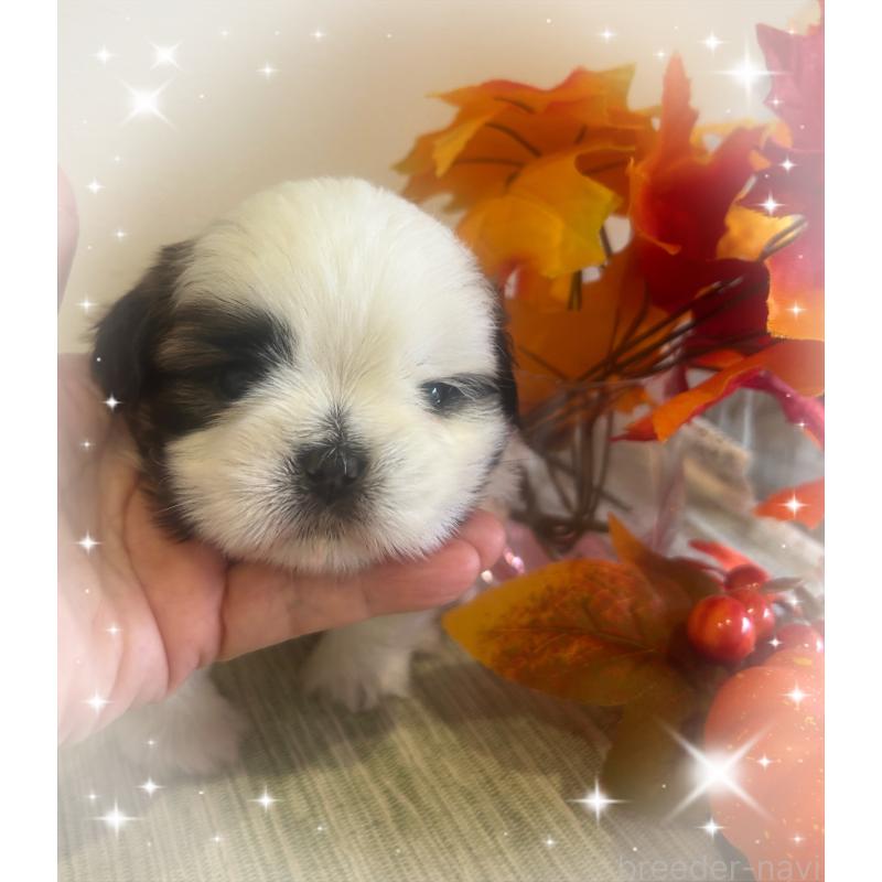 成約済の愛媛県のシーズー-424611の5枚目