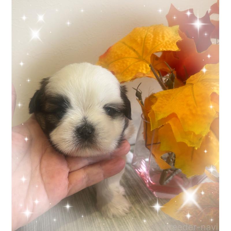 成約済の愛媛県のシーズー-424611の4枚目