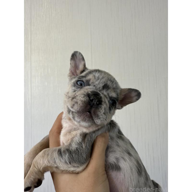 販売中の茨城県のフレンチブルドッグ-423846の5枚目