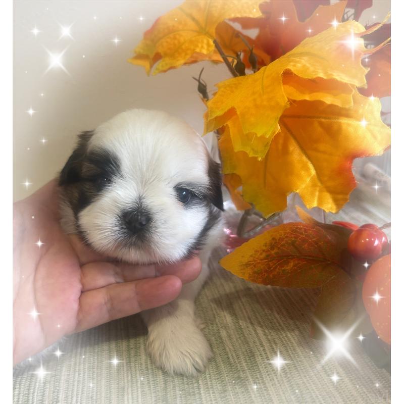 成約済の愛媛県のシーズー-424611の3枚目