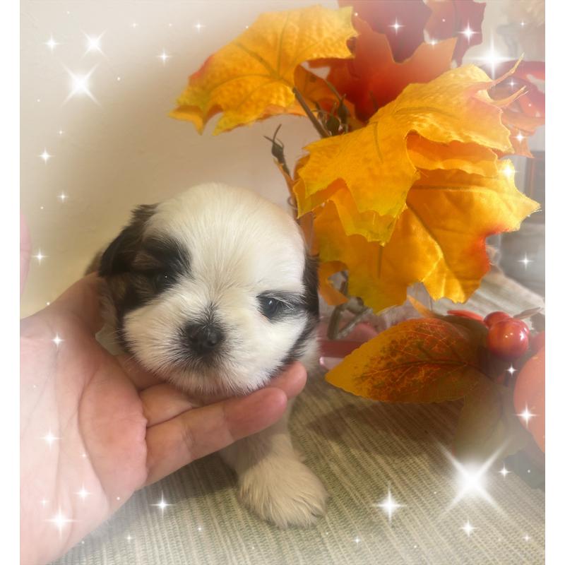 成約済の愛媛県のシーズー-424611の2枚目