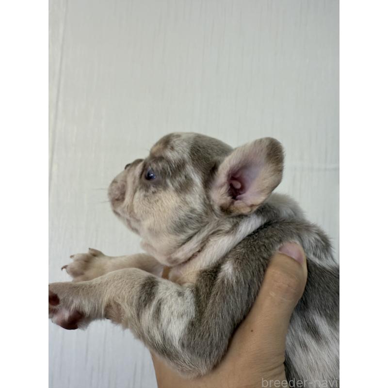 販売中の茨城県のフレンチブルドッグ-423846の4枚目