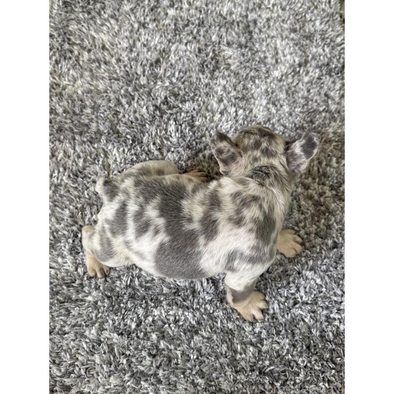 販売中の茨城県のフレンチブルドッグ-423846の3枚目