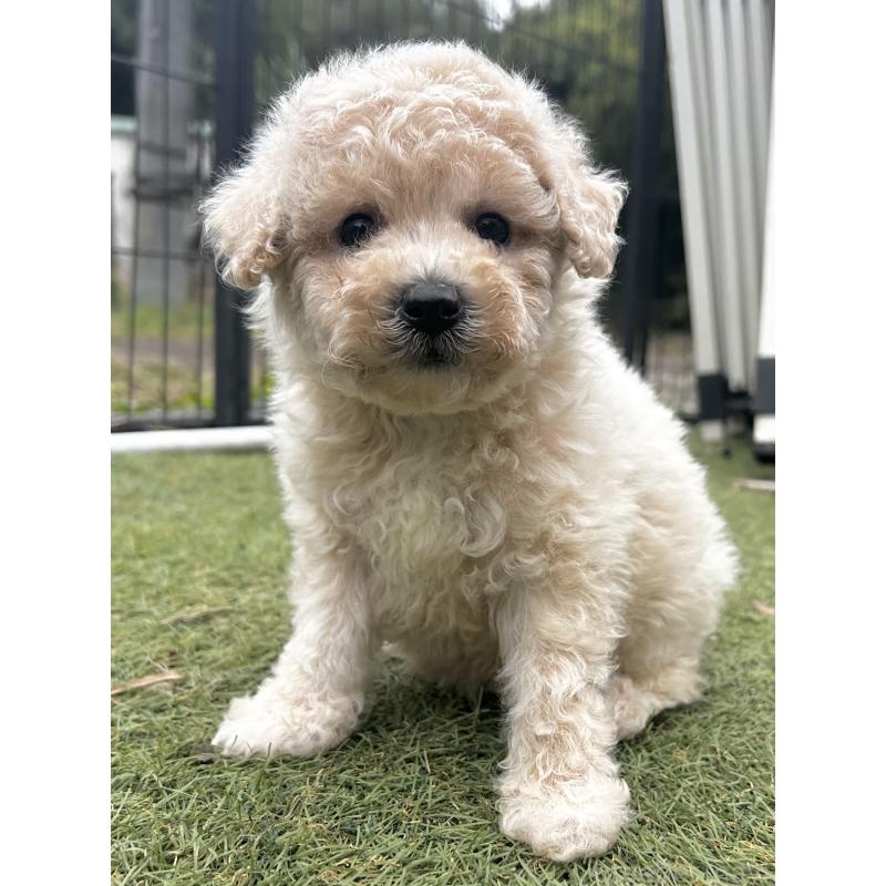 販売中の千葉県のビションプー:ビションフリーゼ×トイプードル-426314の4枚目