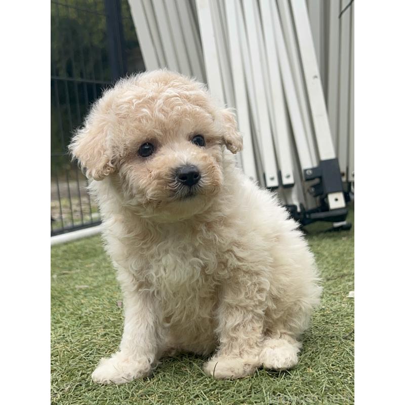 販売中の千葉県のビションプー:ビションフリーゼ×トイプードル-426314の3枚目