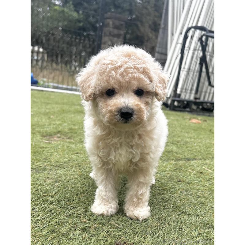 販売中の千葉県のビションプー:ビションフリーゼ×トイプードル-426314の2枚目