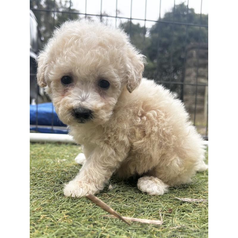 販売中の千葉県のビションプー:ビションフリーゼ×トイプードル-426316の4枚目