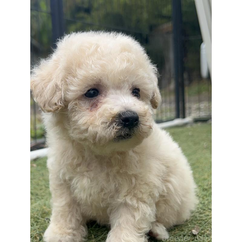 販売中の千葉県のビションプー:ビションフリーゼ×トイプードル-426316の3枚目