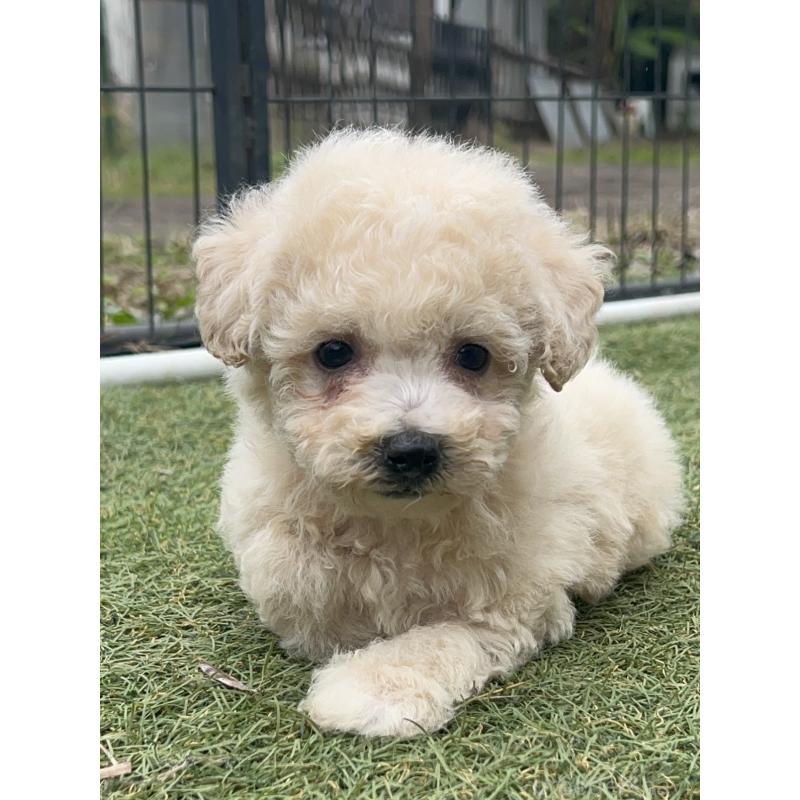 販売中の千葉県のビションプー:ビションフリーゼ×トイプードル-426316の2枚目