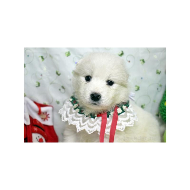 販売中の栃木県のサモエド-426315の1枚目