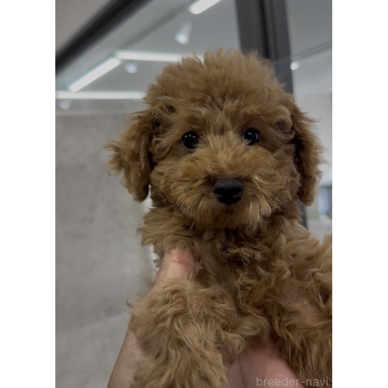 販売中の福岡県のタイニープードル-417302の4枚目