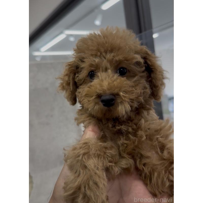 販売中の福岡県のタイニープードル-417302の3枚目