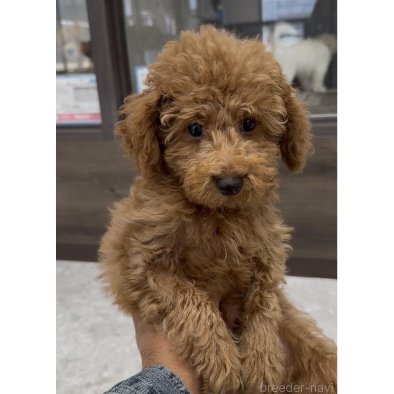 販売中の福岡県のタイニープードル-417302の2枚目