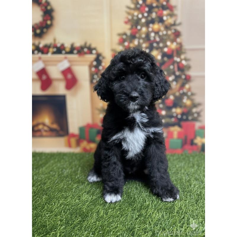 販売中の北海道のバーニードゥードル:バーニーズ×スタンダードプードル-415508の4枚目