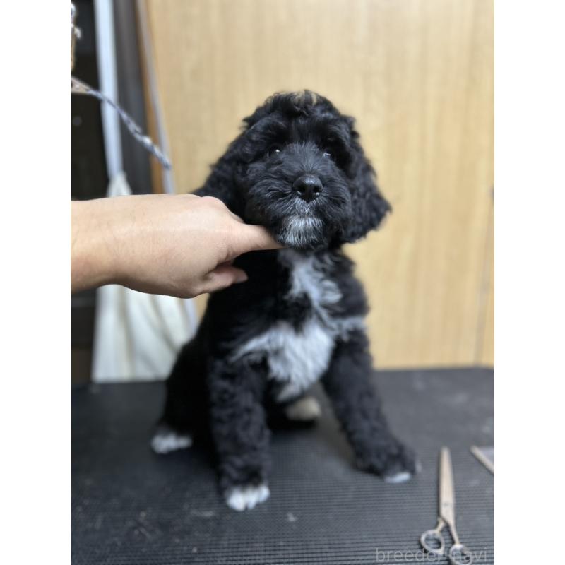 販売中の北海道のバーニードゥードル:バーニーズ×スタンダードプードル-415508の2枚目