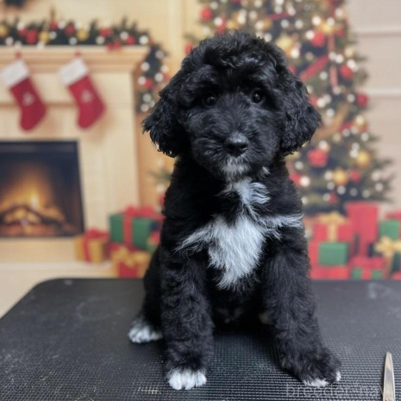 販売中の北海道のバーニードゥードル:バーニーズ×スタンダードプードル-415508の1枚目