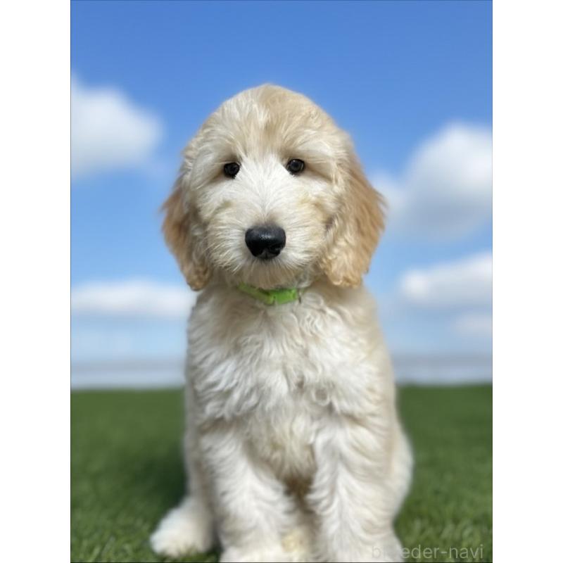 販売中の北海道のゴールデンドゥードル:ゴールデンレトリーバー×プードル-413981の6枚目