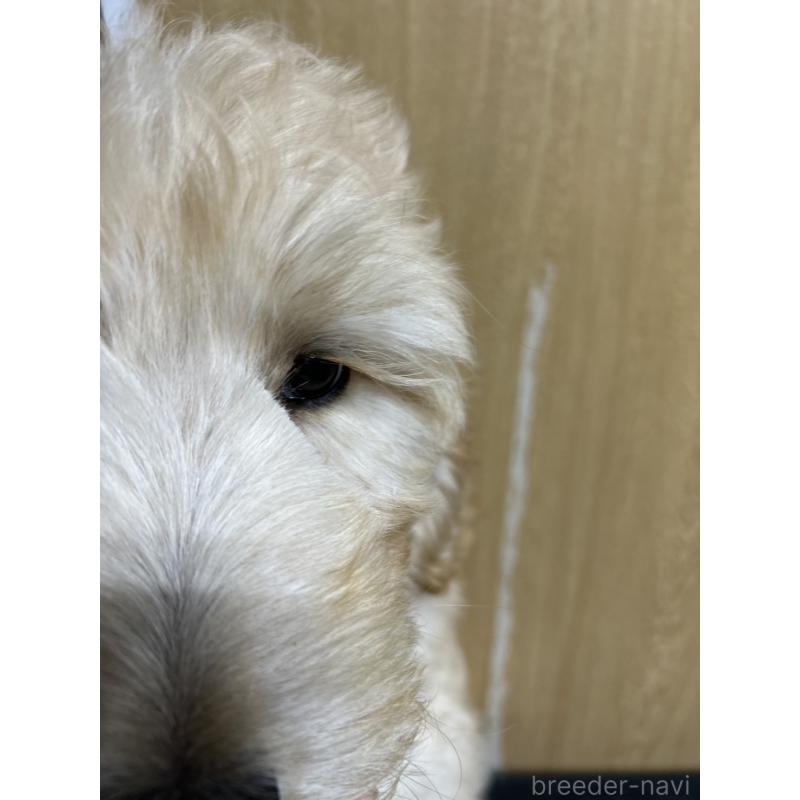 販売中の北海道のゴールデンドゥードル:ゴールデンレトリーバー×プードル-413981の5枚目