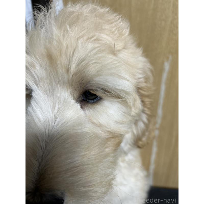 販売中の北海道のゴールデンドゥードル:ゴールデンレトリーバー×プードル-413981の4枚目