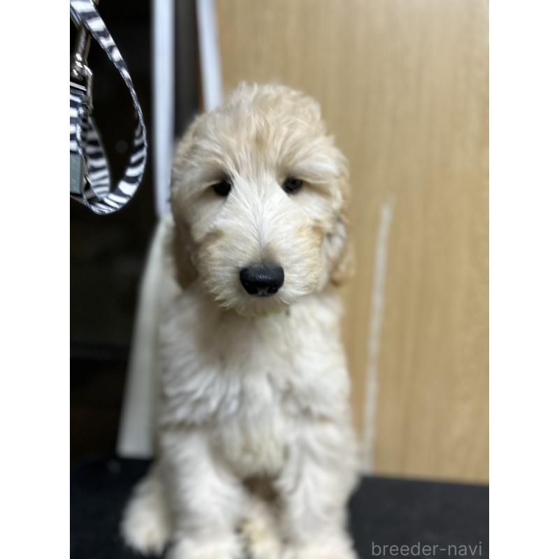 販売中の北海道のゴールデンドゥードル:ゴールデンレトリーバー×プードル-413981の3枚目