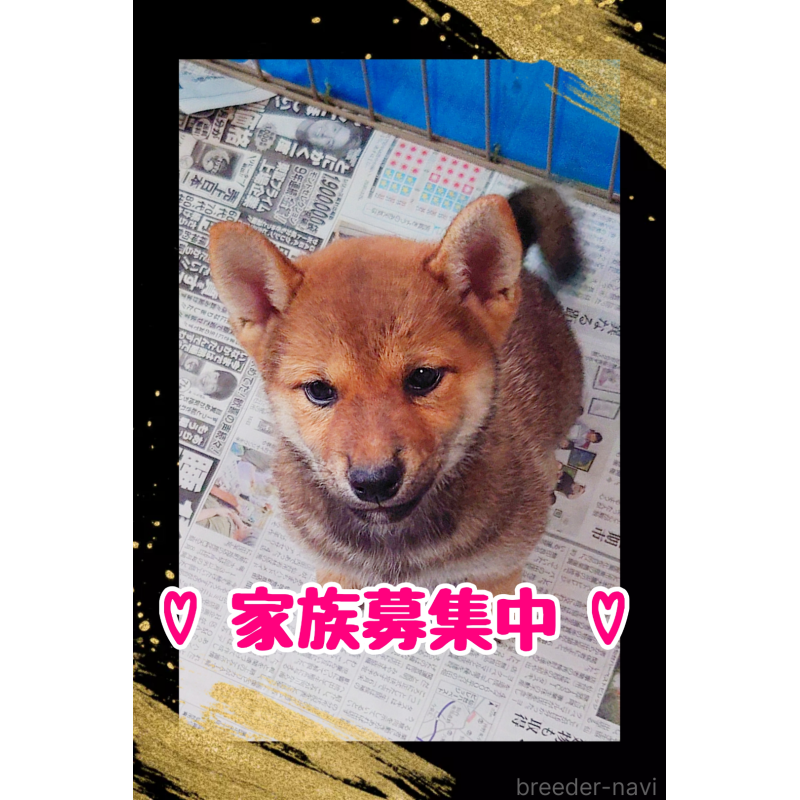 販売中の栃木県の柴犬-401789の3枚目